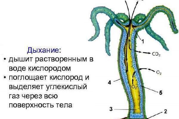 Омг тор браузер